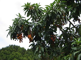 Arbutus canariensis