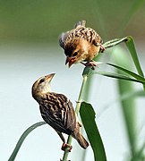 Female P. p. burmanicus feeding juvenile