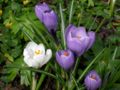 Crocus vernus violete şi albe