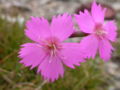 Sjteingraffiaot (Dianthus sylvestris)