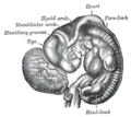 Human embryo from thirty-one to thirty-four days