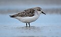 Non-breeding plumage, Lake Ellesmere, New Zealand.