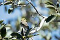 Serin cini (Serinus serinus),Tunisie