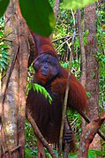 Reddish-brown orangutan