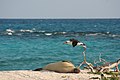 Hawaii-Mönchsrobbe (Monachus schauinslandi) und Laysanalbatros