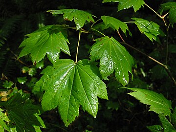 Feuilles de l'érable circiné (Acer circinatum) illustrant le caractère de nervuration palmée de la plupart des espèces.