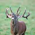 Red deer I