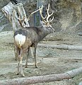 Ezo shika, Ueno Zoo, Taito-ku, Tokyo