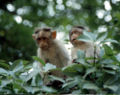 Male bonnet macaques, similar to the youthful ones pictured, "give each other hand-jobs and sometimes eat the resulting semen"[1] although using "hand-job" can be seen as overly anthropomorphic.[13]