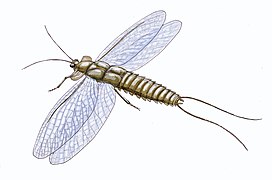 Mazothairos was a large palaeodictyopteran insect from the Mazon Creek fossil beds.