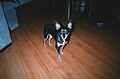 Photo of an old pinscher taken with a Kodak M38