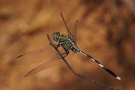 Orthetrum sabina male