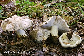 Photographie de quatre champignons massifs blanchâtres dont deux montrent leurs lames également blanchâtres.