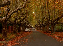 Automne dans la banlieue de Canterbury.