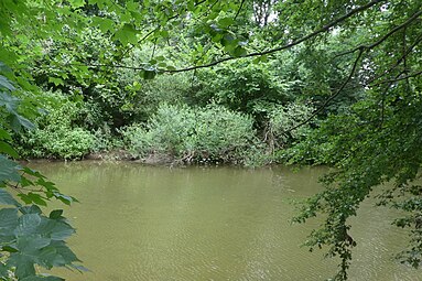 Von einem Busch überwucherte Mündung der Wieslauf in die Rems (Bildmitte)