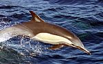 Long-beaked common dolphin