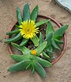 Glottiphyllum salmii