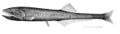 Image 27Many bristlemouth species, such as the "spark anglemouth" above, are also bathypelagic ambush predators that can swallow prey larger than themselves. They are among the most abundant of all vertebrate families. (from Pelagic fish)