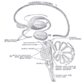 แผนภาพแสดง chief ganglionic categories (I to V)