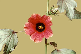 Hibiscus acetosella