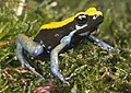 Mantella expectata