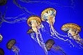 Pacific sea nettle (3)