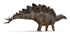 Stegosaurus stenops