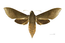 Xylophanes porcus continentalis Dorsal side.