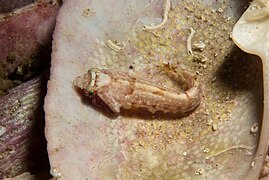 A chubby clingfish Apletodon pellegrini on the sand at Livingstone Reef