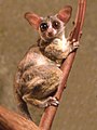 Galago bush baby