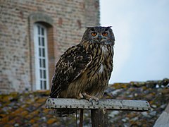 Hibou grand-duc.