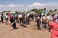 Lebendviehmarkt in Atbaschy (Juli 2012)