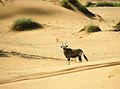 Deserto Namibe, Namíbia