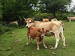 photo couleur d'une vache blonde à avec son veau. Elle porte de longues cornes et a un mufle sombre.