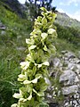 Weisser Germer (Veratrum album)