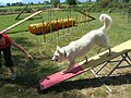 Descente du chien en respectant la zone