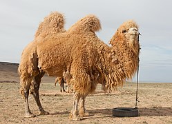 Farm in Central Mongolia