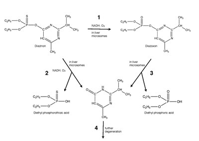 Mechanism for diazinon in vivo.