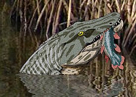 Megalocephalus