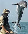 A bottle-nosed dolphin with a tracking device