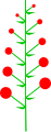 Indeterminate inflorescence with a perfect acropetal maturation.