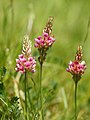 Onobrychis viciifolia