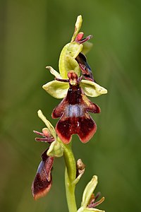 en:Ophrys insectifera, by Iifar