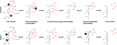 Catalytic triad