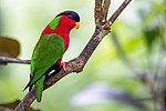 Thumbnail for Collared lory