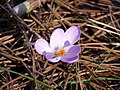 Crocus serotinus clusii