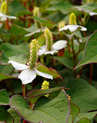 Houttuynia cordata