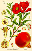 File:Illustration Punica granatum2.jpg (2007-07-11)