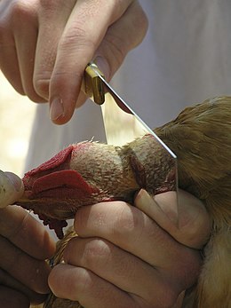 Rituele slacht van een kip, volgens de Kasjroet