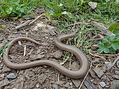 Anguis fragilis (Cantabria, Espagne)